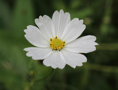 Purity white Seeds - Cosmos - SeedWise.com