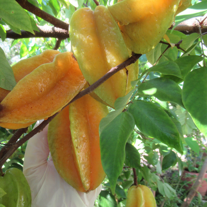 STARFRUIT, CARAMBOLA SEEDS - FRESH HARVESED, Seeds - Fruits - SeedWise.com